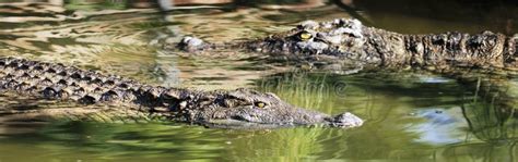 Two Crocodiles Swimming Stock Image Image Of Wild Crocodylus 28409009