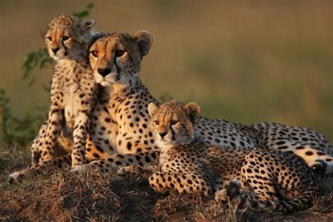 Four Asiatic Cheetahs Spotted In Central Iran International Shia News