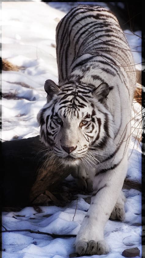 Fresh Pictures Of White Siberian Tigers Check More At