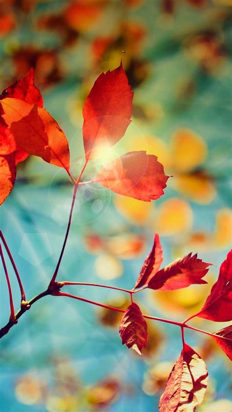 Autumn Phone Wallpapers Top Free Autumn Phone Backgrounds
