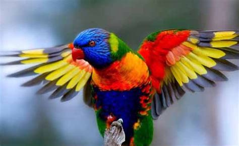 Jenis Jenis Burung Warna Hijau Emerald Imagesee