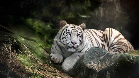 Tigre de sumatra tigre de bengala tigre siberiano guepardos animales terrestres. Tigre blanco en la selva - Fondos 1080