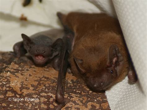 Friends insurance brokerage has successfully managed and insured clients since 1994. Animal Friends Insurance supporting the National Bat Helpline - News - Bat Conservation Trust