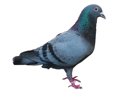 Pigeon Download Free Png Clip Art Png Play