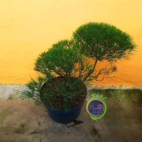 Jual Bonsai Cemara Udang Casuarina Equisetifolia Bahan Bonsai Bibit Tanaman Hias Cemara Udang Go