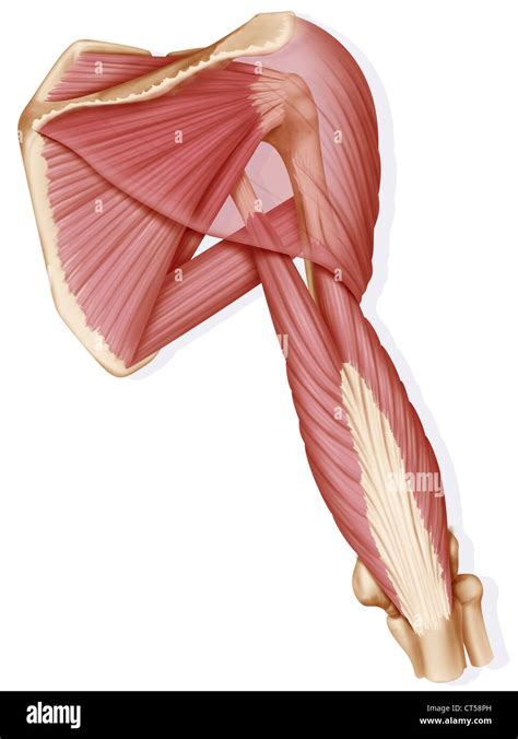 Músculos Del Hombro Dibujo Fotografía De Stock Alamy