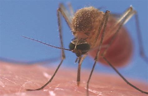 Mosquito Bites Symptoms Reactions Allergies