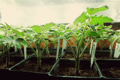 Veggies And Fruits To Grow Indoors T5 Grow Light Fixtures