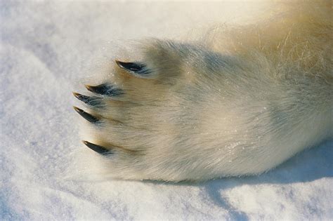 Polar Bear Paw Photograph By Dan Guravich Pixels