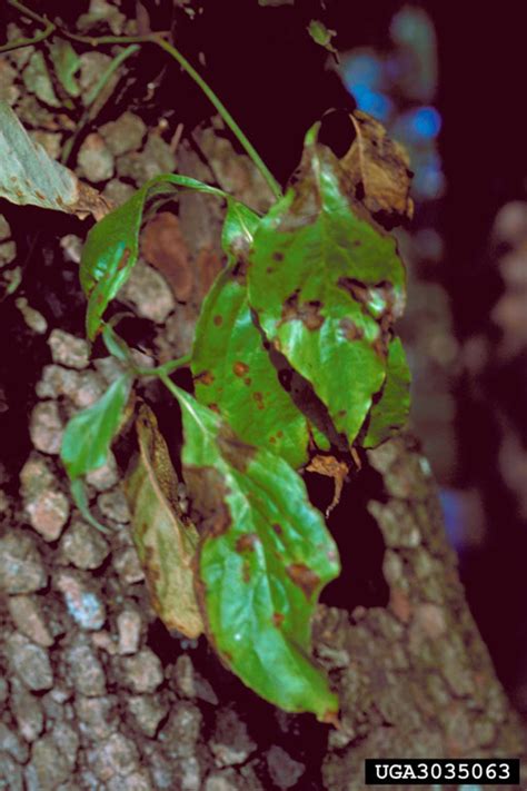 Dogwood Anthracnose Discula Destructiva On Dogwood Cornus Spp