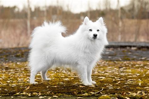 Japanese Spitz Dog Breed Guide Info Pictures Care And More Pet