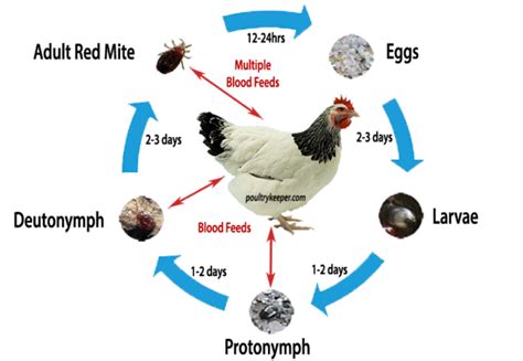 The Ultimate Guide To Red Mites In Chicken Houses