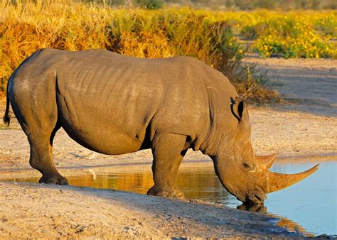 14 White Rhinoceros Facts Southern And Northern Ceratotherium Simum