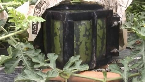 Square Watermelon Growing In Popularity