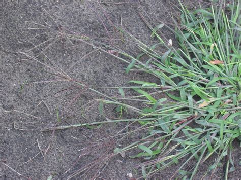 Digitaria Sanguinalis Crabgrass Crop Grass Hairy Crabgrass Hairy