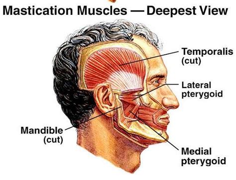 The Jaw Joint Complex Of The Teeth Muscles And Joints The Muscle