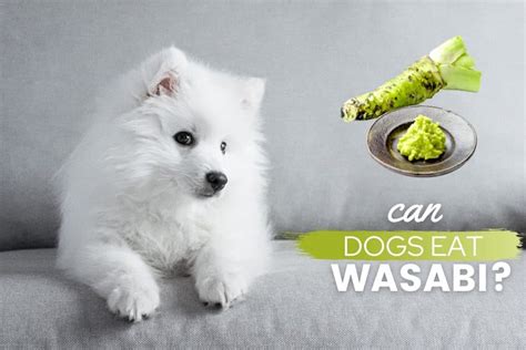 Can Dogs Eat Wasabi Bad Or Good Are Wasabi Peas Safe For Dogs