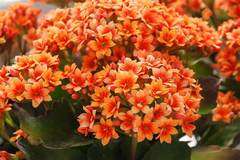 All About The Kalanchoe Cascade Floral Wholesale