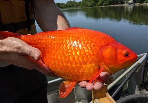 Pet Goldfish Thrown Into Lakes Are Reaching Epic Sizes Petsplusmagcom