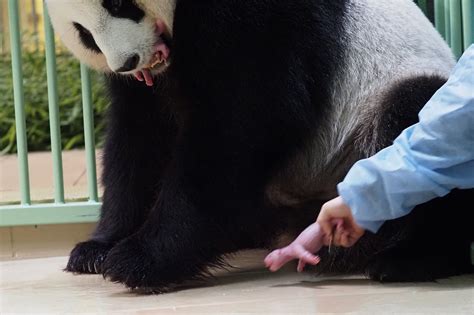 Giant Panda In French Zoo Gives Birth To Female Twins Abc6