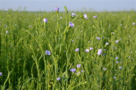 Flax Flower Linen Flower Flax Cultivation Farm Free Image From