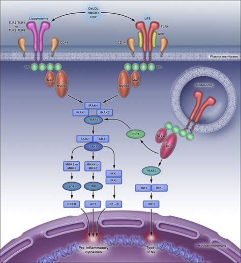 Toll Like Receptor Tlr Signaling Illustrated By Tlr2 And Tlr4 The