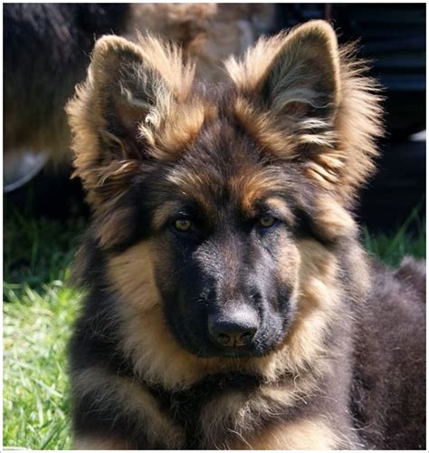 $1,200 purebred german shepherd puppy 7 weeks old. Dogs: #Long-Haired #German #Shepherd puppy, from Crooked ...