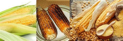 Health Benefits Of Maize Daily Advent Nigeria