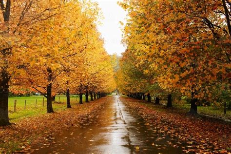 Image Of Street Lined With Autumn Trees Austockphoto