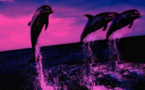Sunset Beautiful Dolphin Wallpaper Free Wallpaper Hd Collection