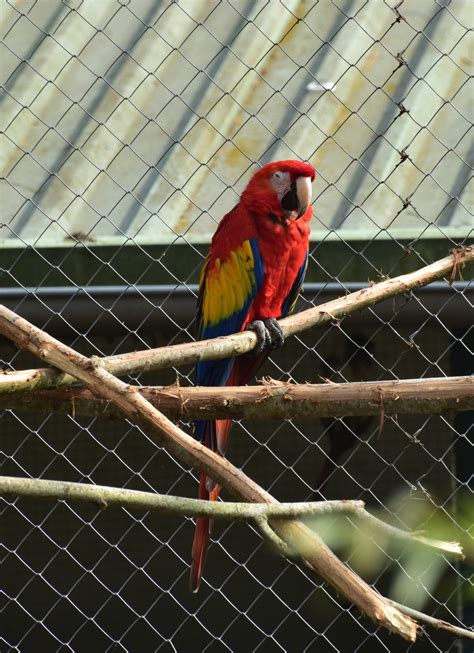 Fotos Gratis Pájaro Ala Primavera Rojo Pico Tropical Vistoso