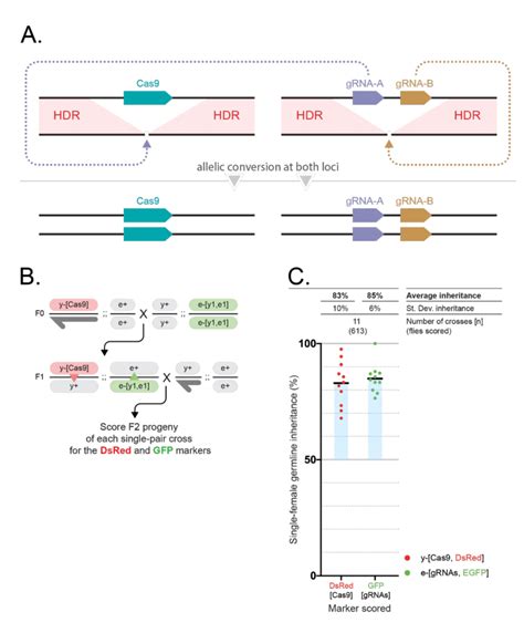 The Trans Complementing Gene Drive System Tgd Features Simultaneous