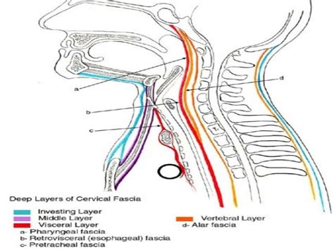 Cross Sectional Anatomy Of The Neck