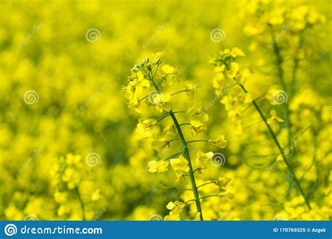 Yellow Blooming Rapeseed Field Stock Image Image Of Agriculture