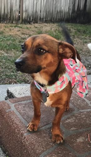 Browse thru thousands of dogs for adoption near in usa area, listed by dog rescue organizations and individuals, to find your match. Chloe Dachshund Baby - Adoption, Rescue for Sale in New ...