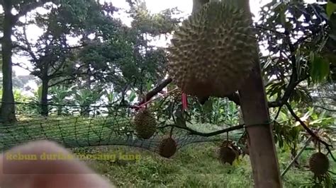 Demikianlah tips sukses dalam budidaya durian musang king. Kebun durian musang king dan cara kawin sisip pokok durian ...