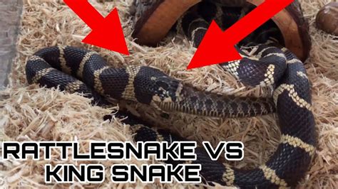 49 Best Ideas For Coloring King Snake Vs Rattlesnake