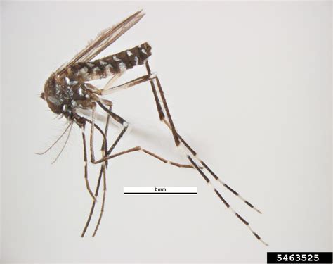Asian Tiger Mosquito Aedes Albopictus