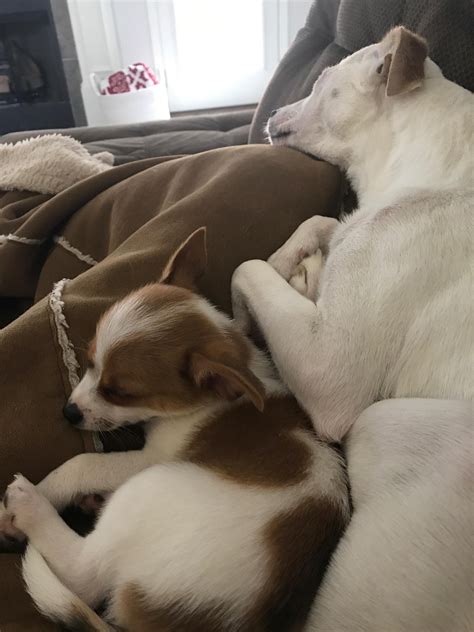 My Two Puppers Cuddling Ifttt2ropwzz Can Dogs Eat Dog Eating