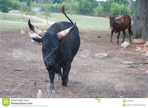 Charging Bull Stock Photo Image Of Head Furry Full 15040964