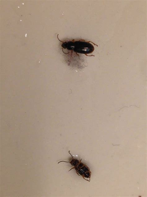 20 Bedroom Small Black Bugs Homyhomee