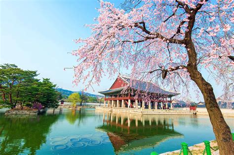 Cherry blossom in Korea 2018 - Best Time, Spots, Tours everything you ...