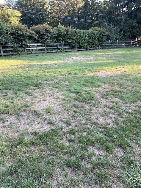 Annual Dead Patches In Lawn Grass