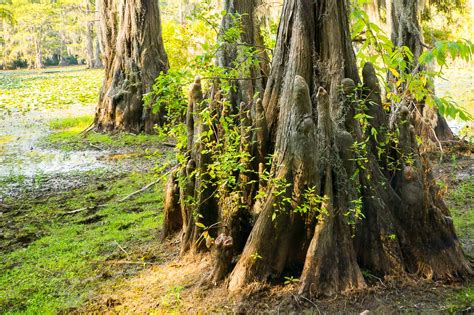 Enjoy browsing my extensive portfolio of family photography, senior photos, and children photography. Texas Tree Picture, Image, Photo Print | A Bald Cypress ...