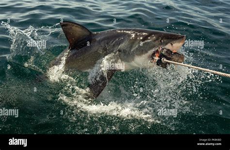 Great White Shark Carcharodon Carcharias With Open Mouth Great White Shark Carcharodon