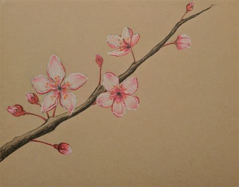 Cherry Blossom Color Pencil Drawing Cherry Blossom