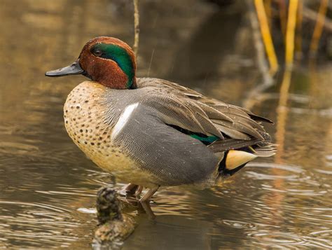 459b Green Winged Teal Anas Carolinensis A Common And Widespread