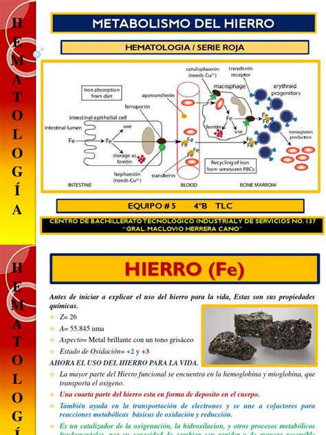 Metabolismo Del Hierro Pdf Hierro Biología Molecular