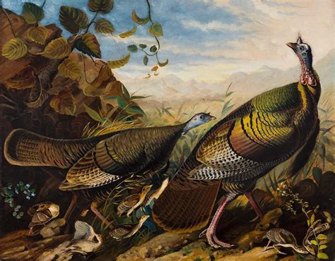 John James Audubon And The Artist As Naturalist Crystal Bridges Museum