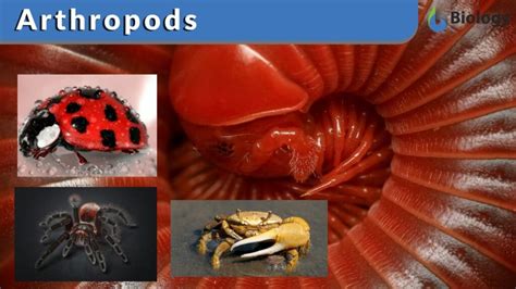 Arthropod Definition And Examples Biology Online Dictionary